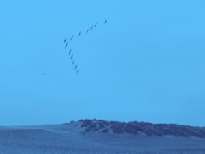 landscape of birds flying in a V formation in the sky