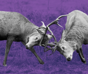 two elk clash antlers
